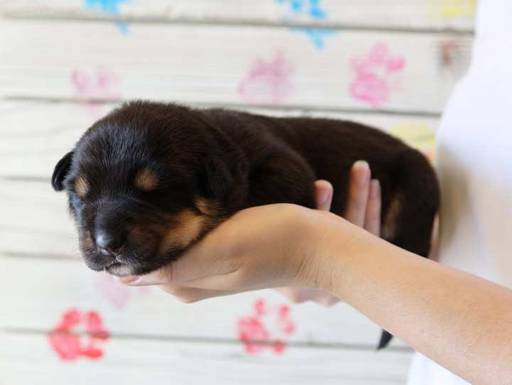 chinook puppy